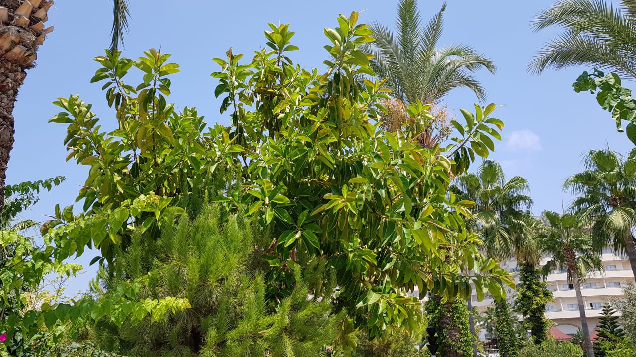 Garten Saphir Resort & Spa