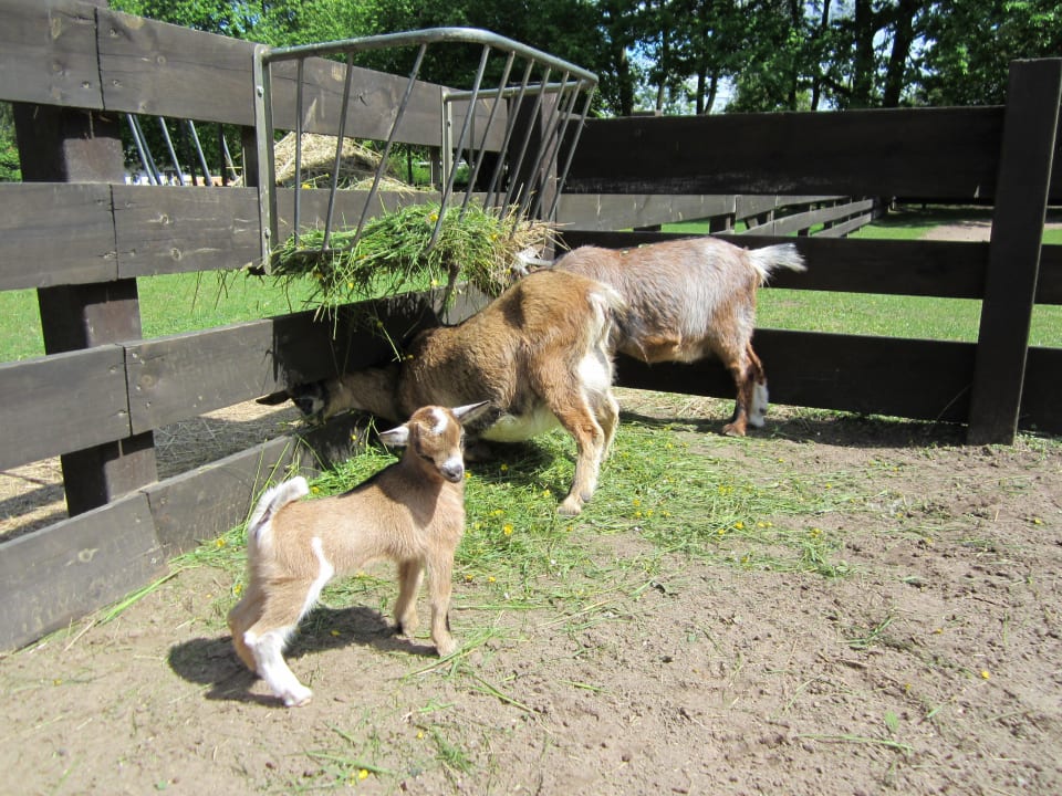 Ziegen mit Babyziege im Streichelzoo Ferienpark Heidenholz
