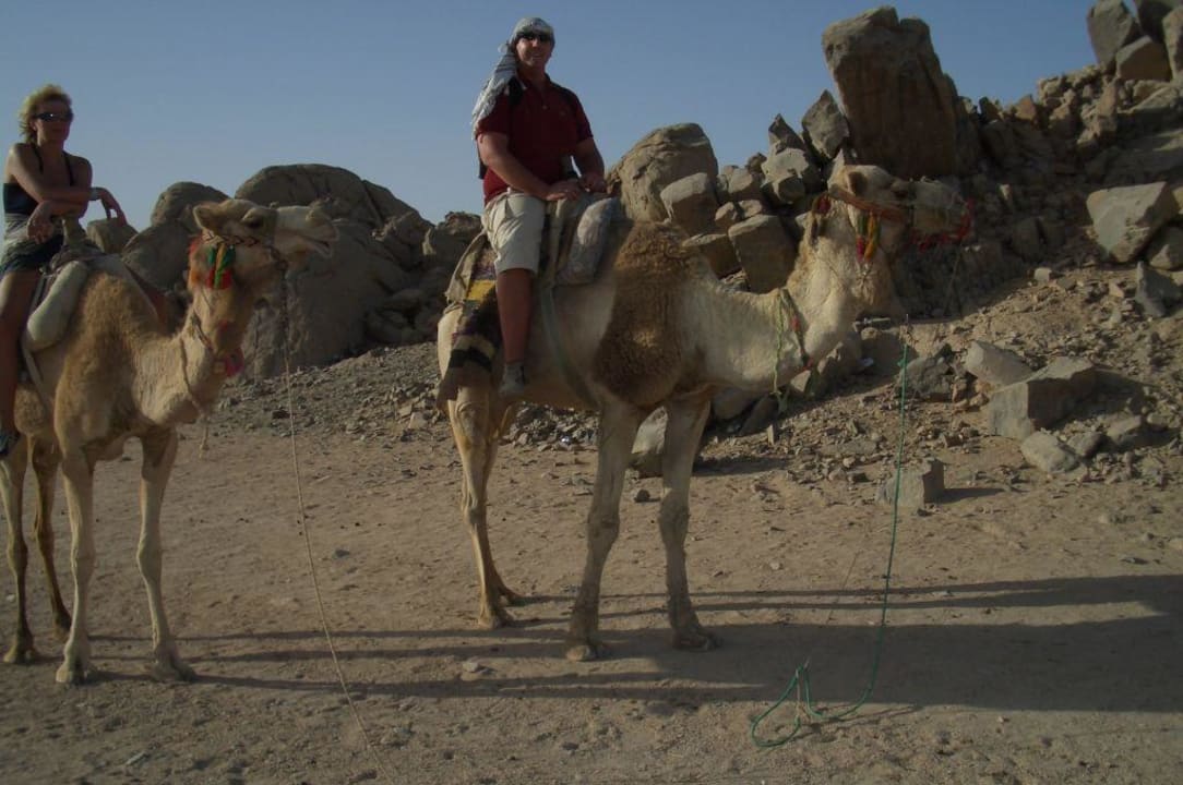 Camel-Safari Jaz Makadi Oasis Resort