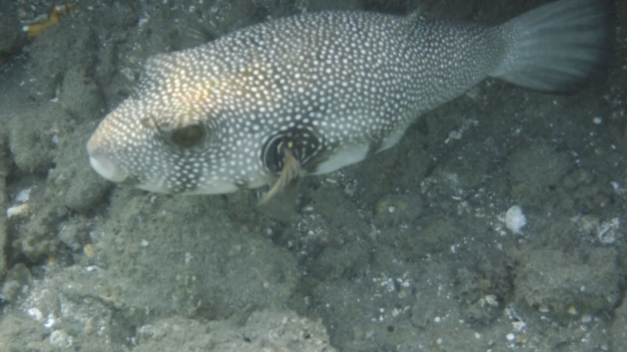 Sport & Freizeit Malikia Resort Abu Dabbab