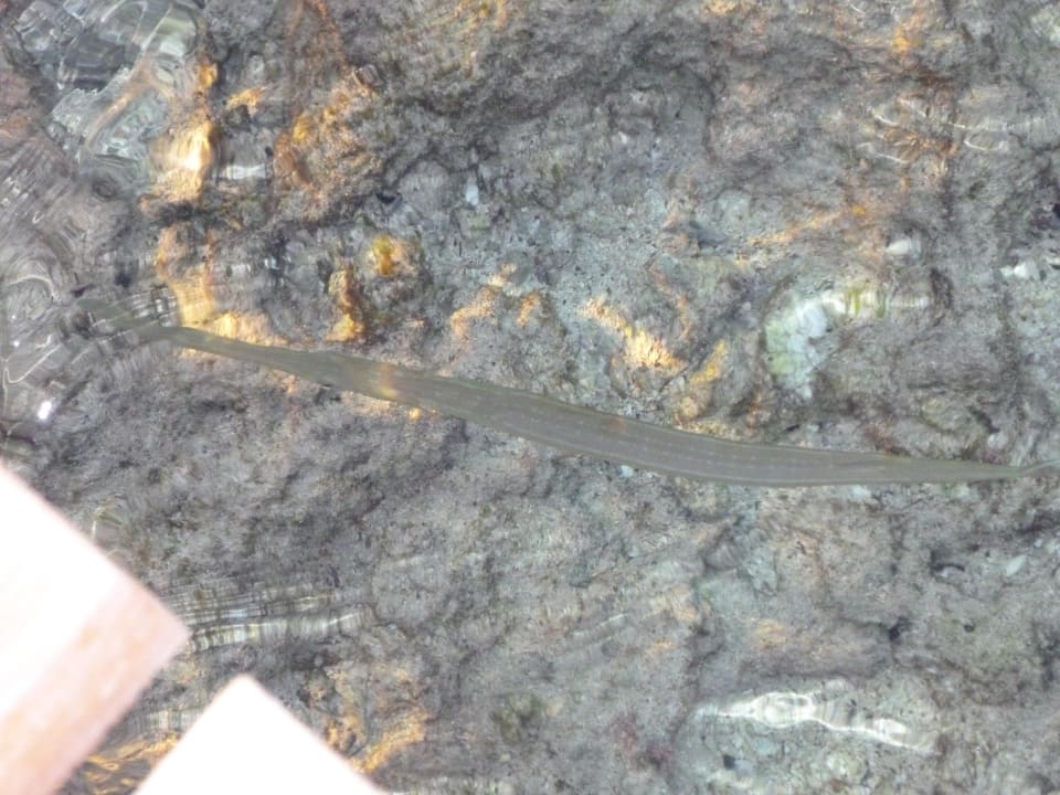 Flötenfisch TUI MAGIC LIFE Kalawy
