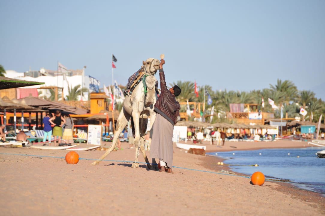 Kamelreiter JAZ Dahabeya