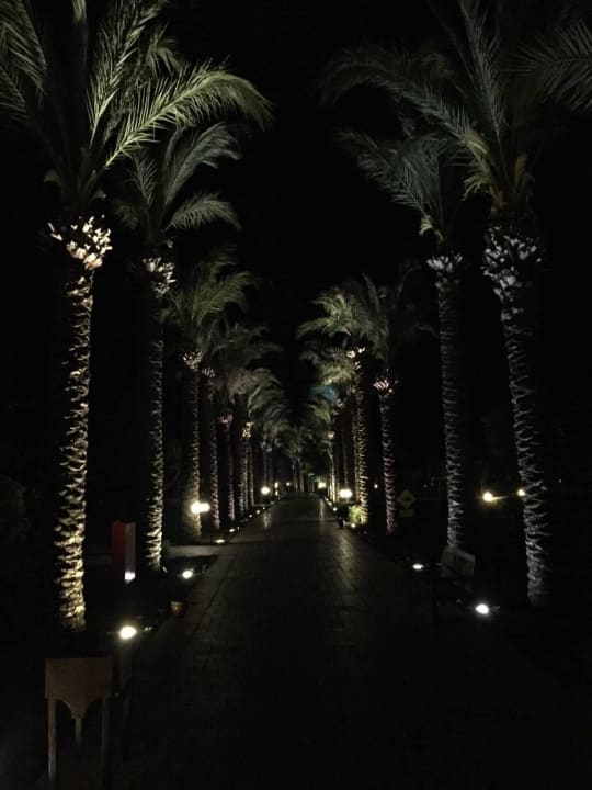 Der Palmengang bei Nacht TUI BLUE Palm Garden