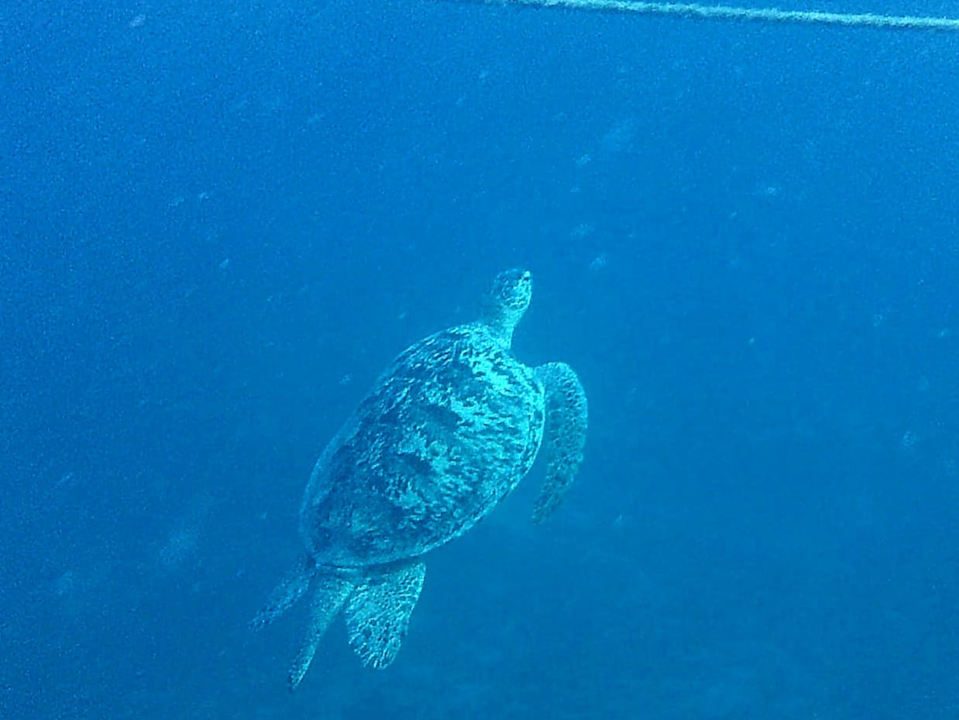 Sonstiges Jaz Makadi Oasis Resort