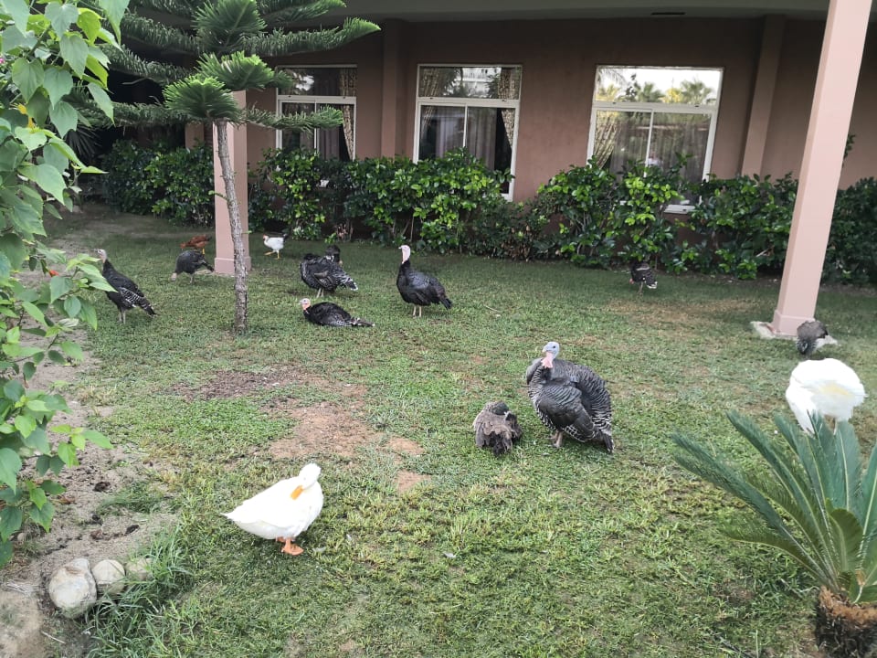 Gartenanlage Seaden Sea World Resort & Spa