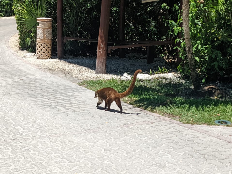 Gartenanlage Grand Palladium Select White Sand Resort & Spa