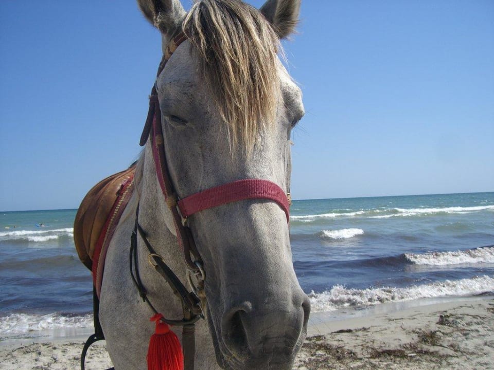 Pferde am Strand Djerba Sun Beach Hotel & Spa