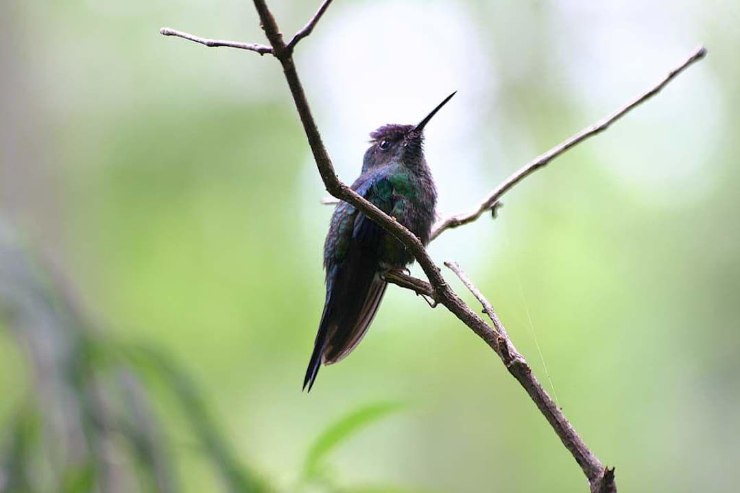 Colibri Hotel Yacutinga Lodge