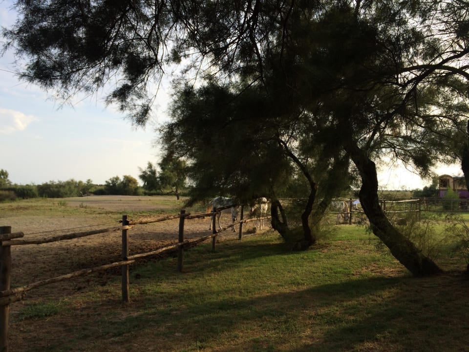 Ausblick in die Camargue Mas De Calabrun