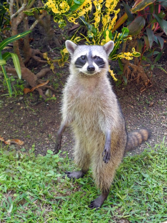 Waschbär vor unserem Balkon Grand Palladium Select White Sand Resort & Spa