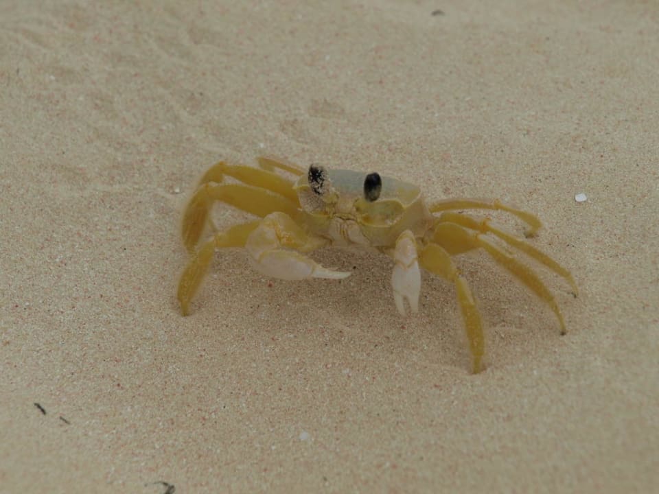 Regelmäßger Gast Punta Cana Princess All Suites Resort & Spa