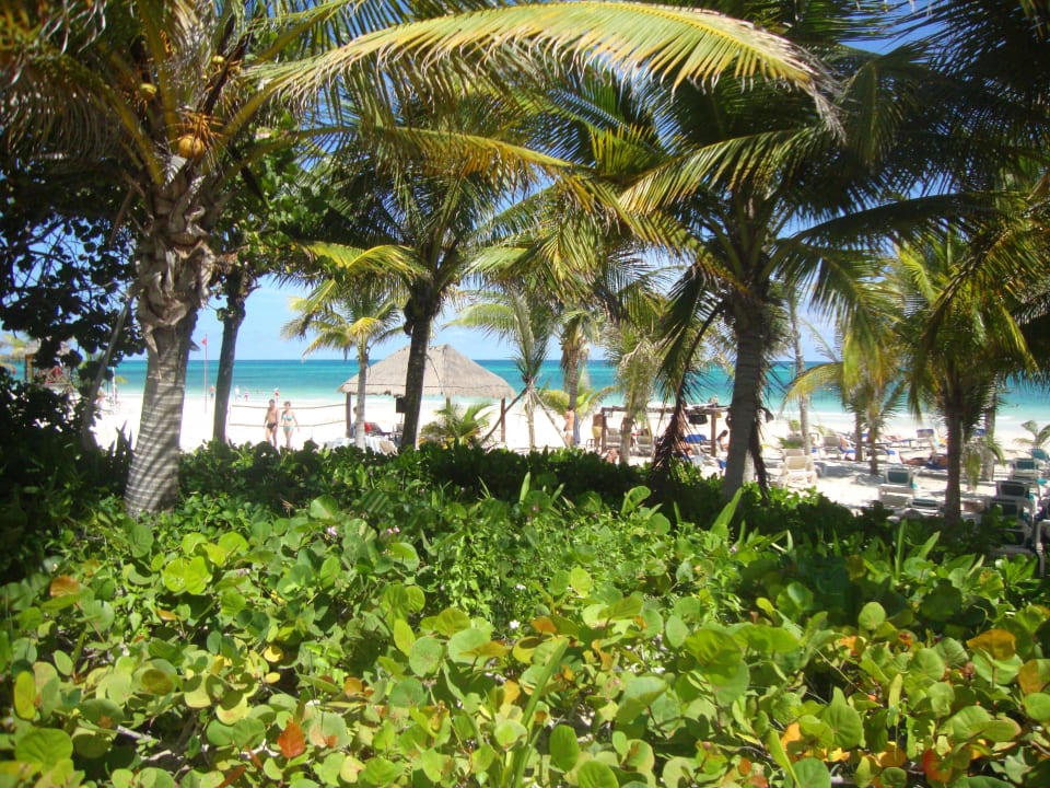 Hotel Catalonia Playa Maroma Catalonia Playa Maroma