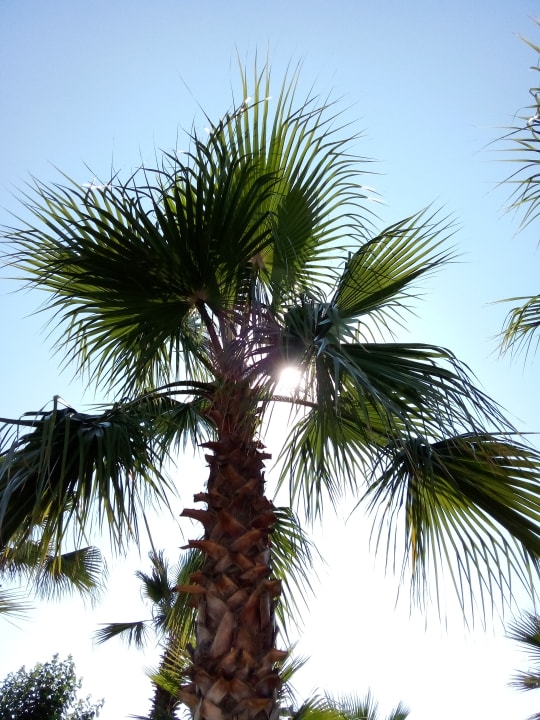 Gartenanlage Telatiye Resort