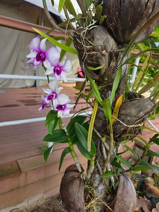 Gartenanlage Canvas and Orchids Retreat