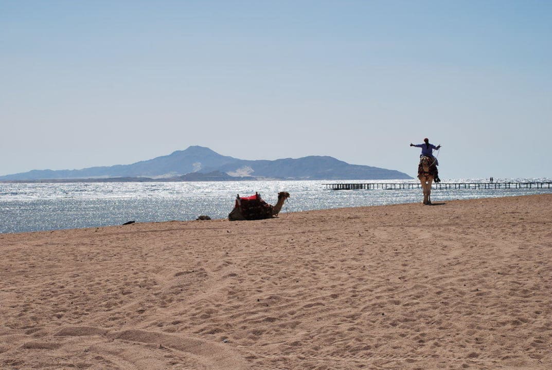 Sauberer Strand und schönes Meer TUI MAGIC LIFE Redsina Sharm El Sheikh
