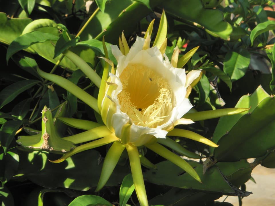 Die Königin der Nacht blüht Bahari Beach Hotel