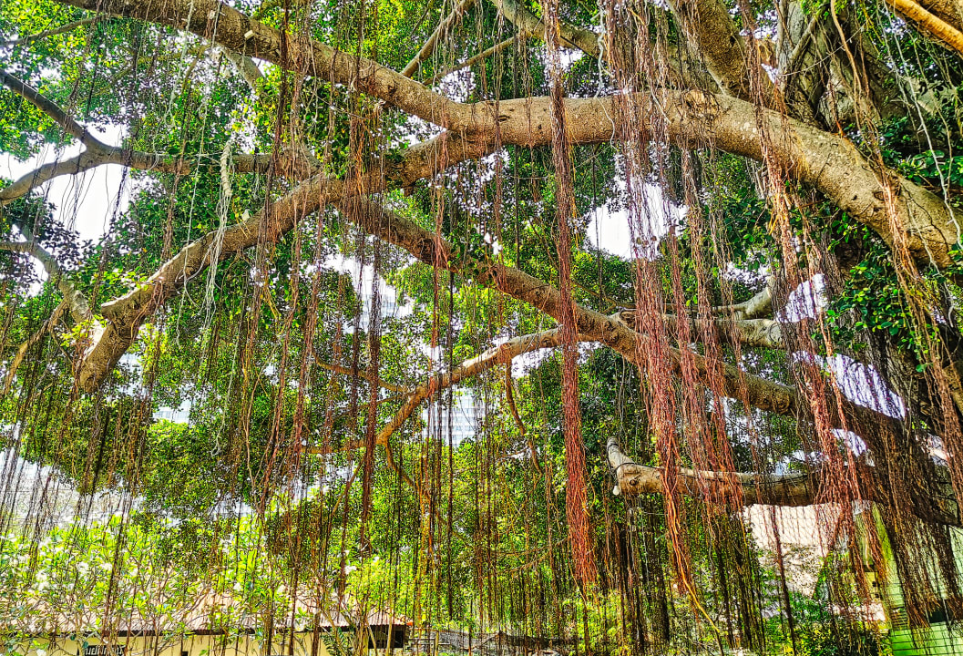 Gartenanlage Natural Park Resort