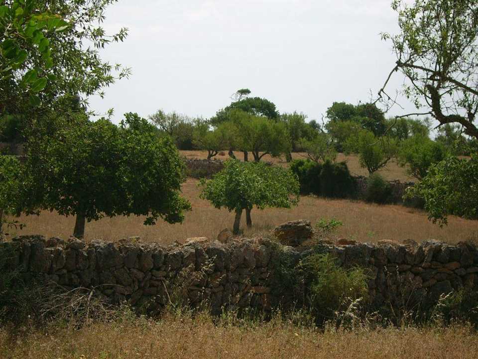 Umgebung der Finca Finca Son Marimon
