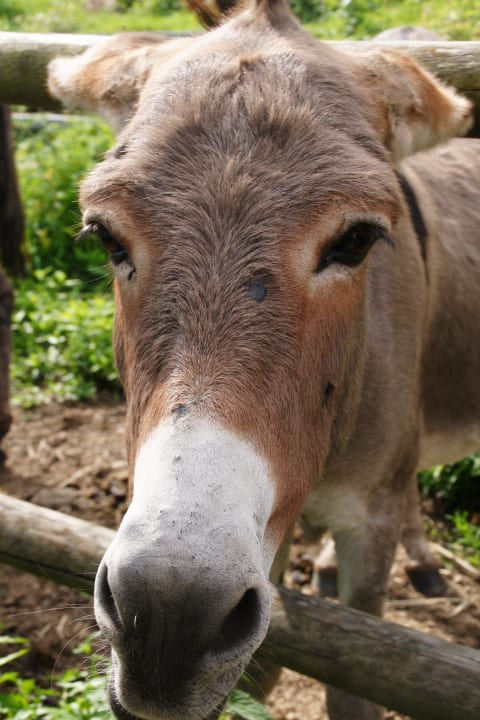 Guten Morgen... Hotel La Campagnola