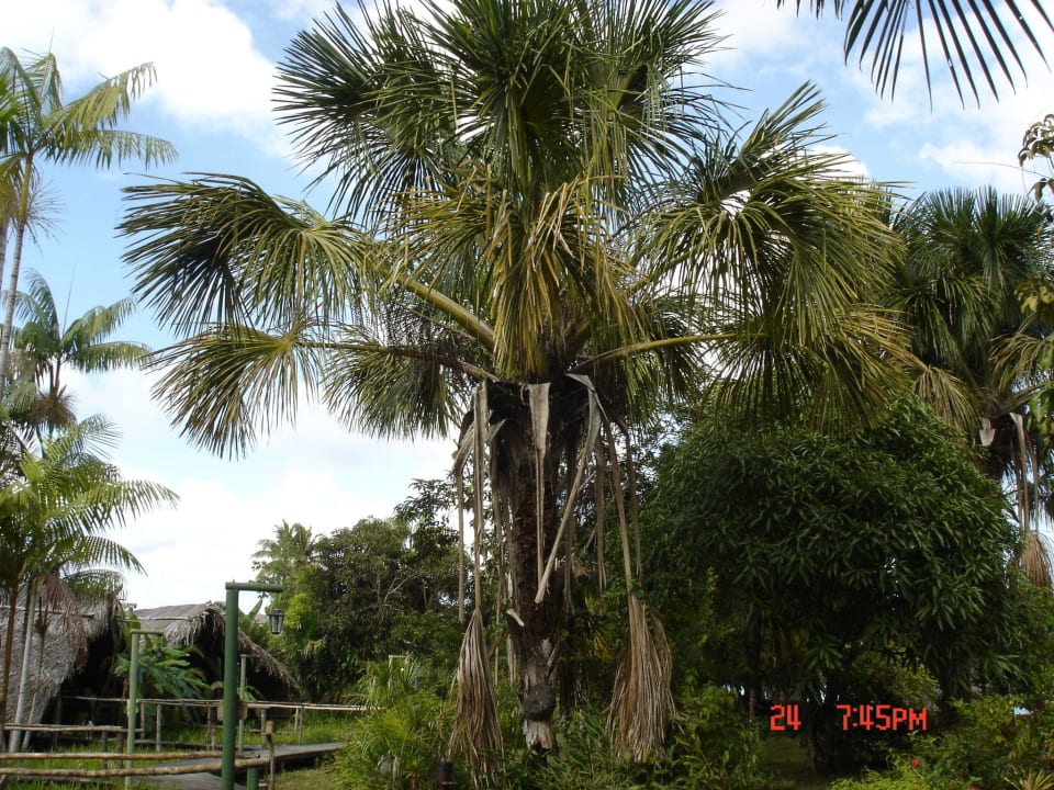 Hotel Orinoco Delta Lodge Hotel Orinoco Delta Lodge