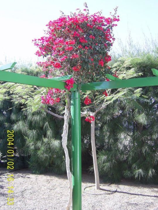 Blütenpracht auf der Terrasse Bungalows Cordial Sandy Golf