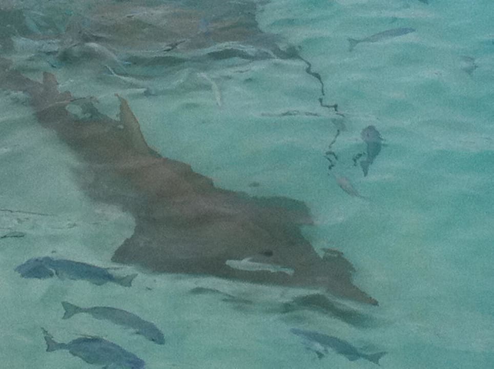 Reethi NH Collection Maldives Reethi Resort