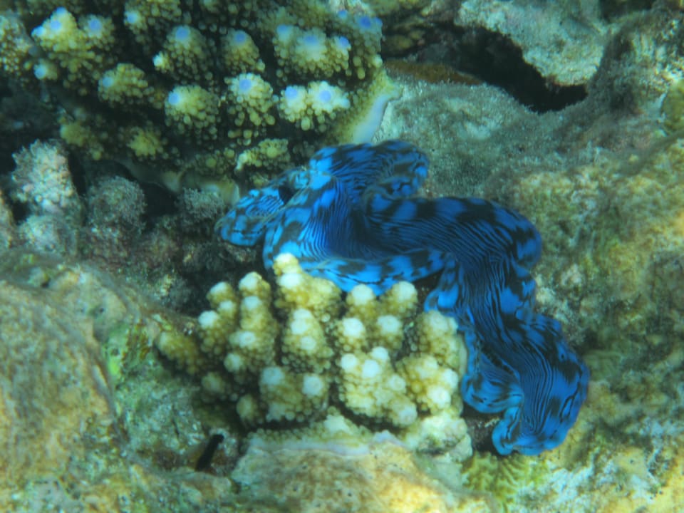 Sport & Freizeit Diamonds Thudufushi