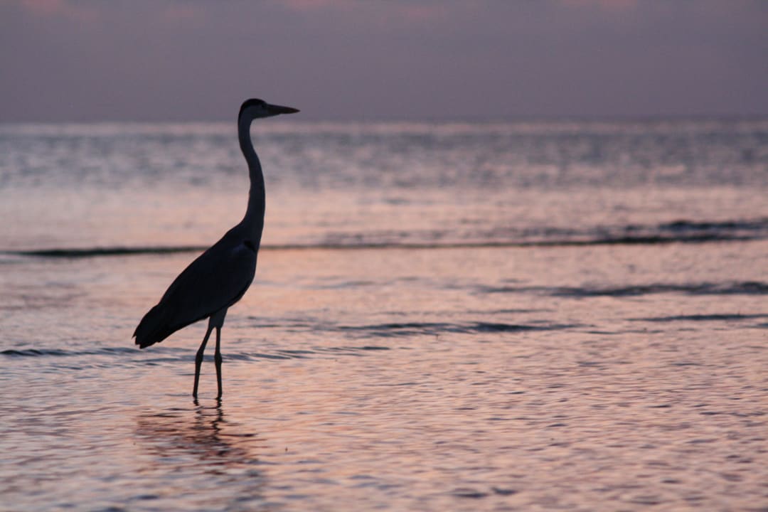 Abendstimmung Meeru Maldives Resort Island