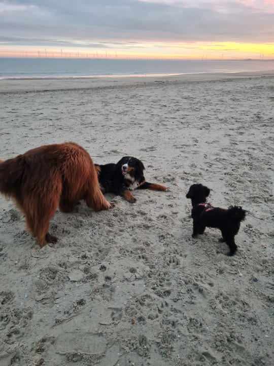 Strand Roompot Camping De Zandput