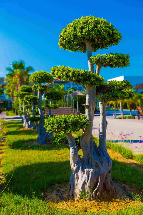 Pflanzen TUI BLUE Palazzo del Mare