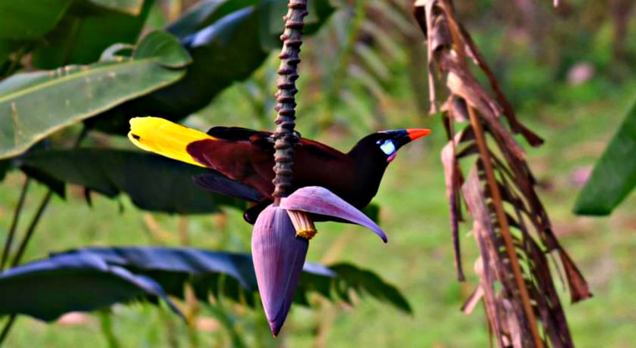 Gartenanlage Ceiba Tree Lodge