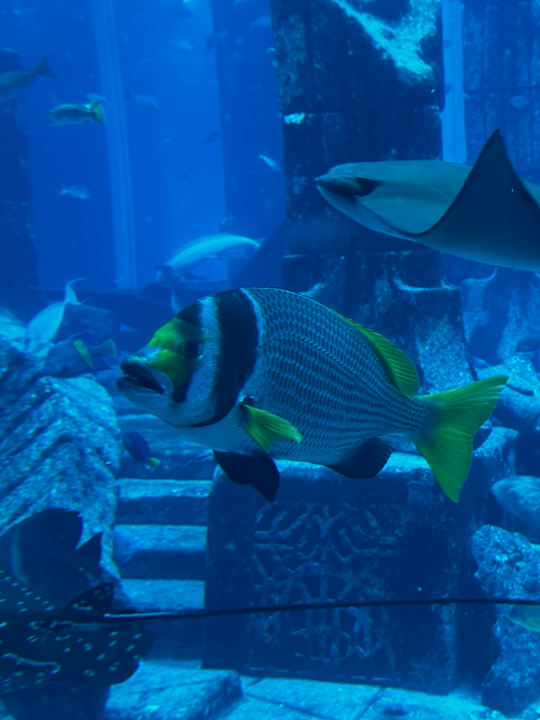 Sonstiges Atlantis, The Palm