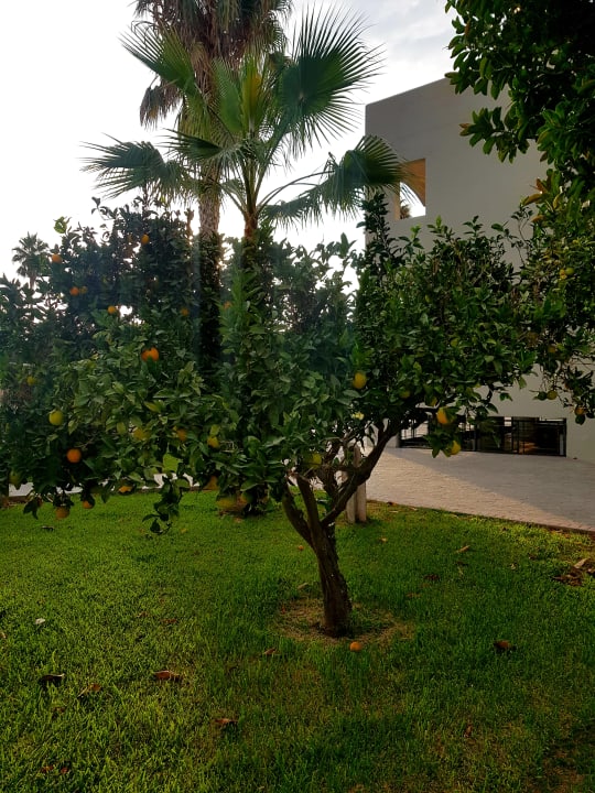 Gartenanlage Ilios K Village Resort