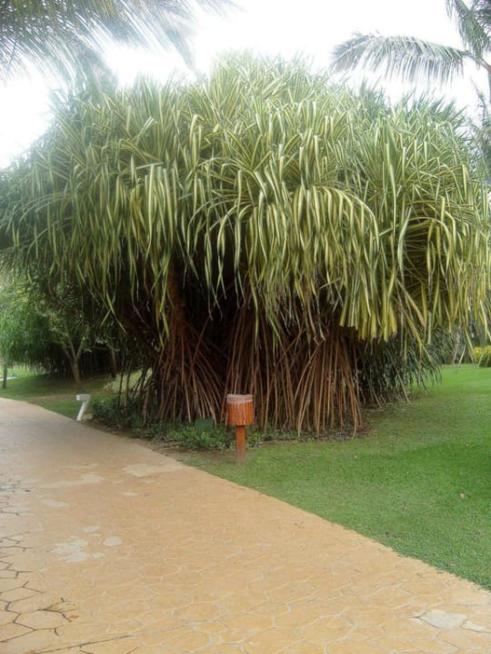 Gartenanlage Catalonia Punta Cana - All Inclusive