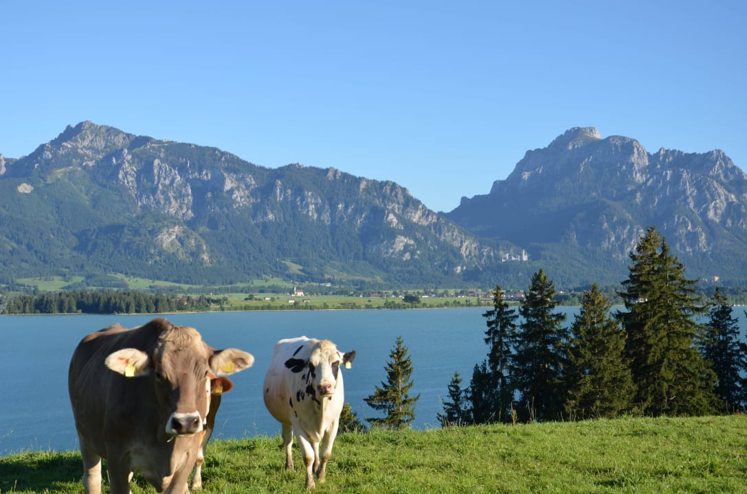 Jungvieh mit Forggensee, Bergen und Neuschwanstein Ferienwohnungen Salenberghof
