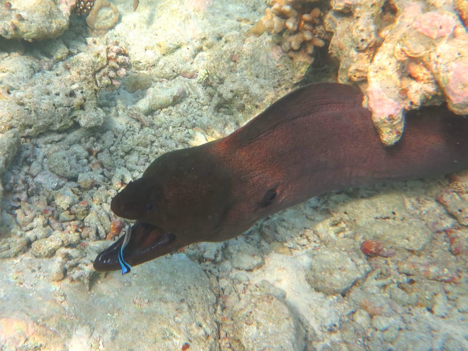 Muräne lässt sich putzen Diamonds Thudufushi