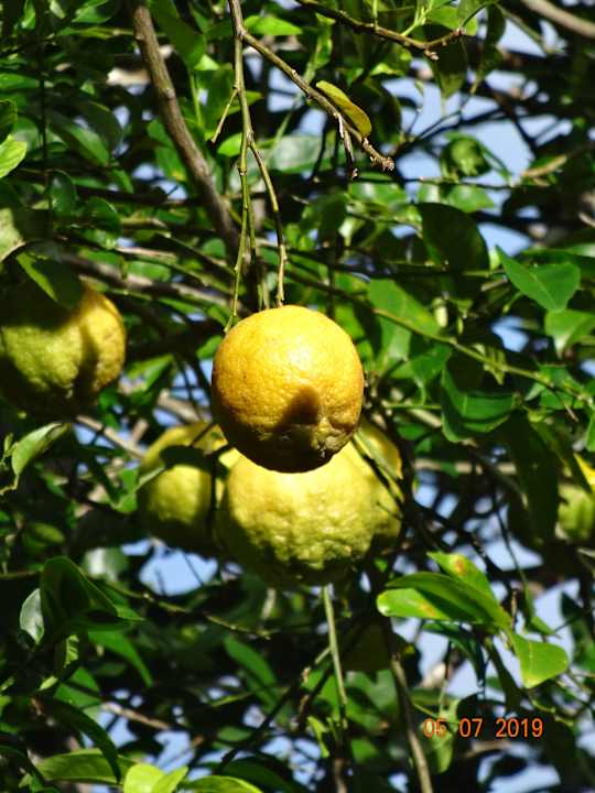 Gartenanlage Papageno Resort