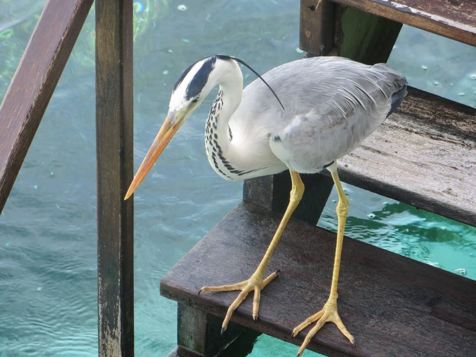 Ein Reiher auf der Treppe der Ocean Villa Adaaran Select Hudhuran Fushi - Premium All Inclusive