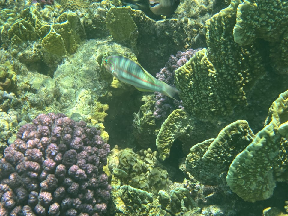 Strand Three Corners Equinox Beach Resort