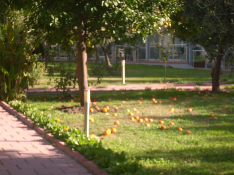Garten Seher Kumköy Star Resort & Spa