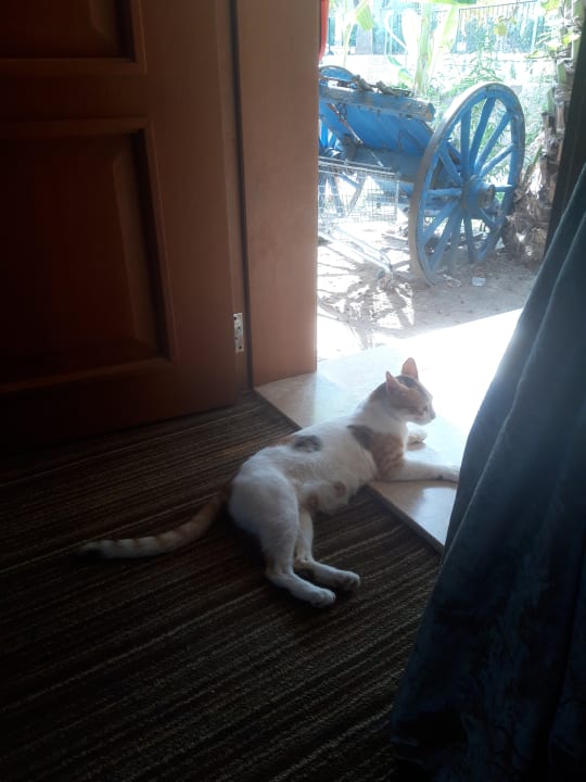 Sonstiges Oscar Resort Hotel