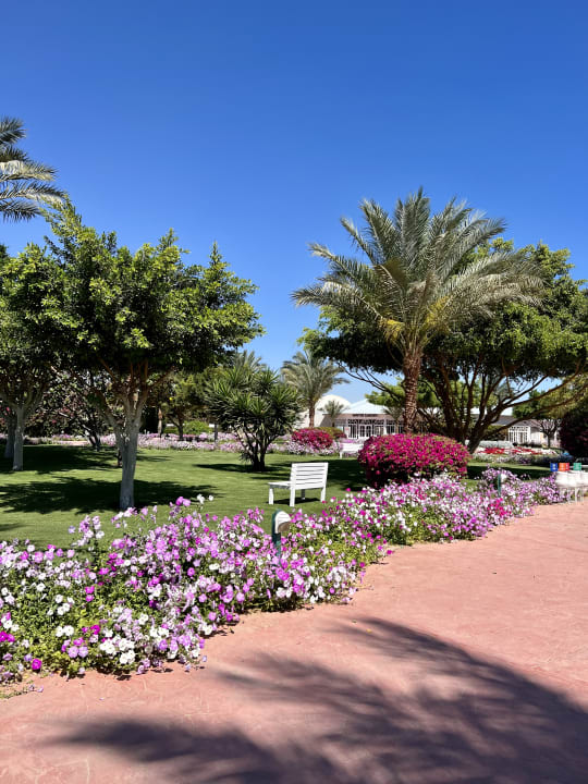 Gartenanlage Desert Rose