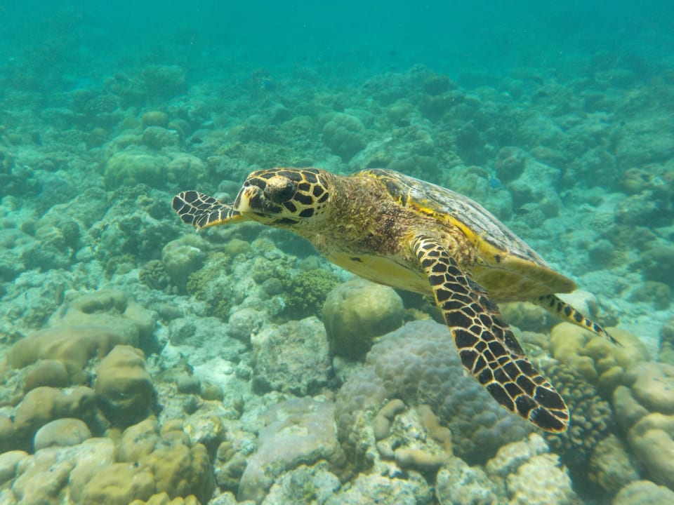 Sport & Freizeit Adaaran Select Meedhupparu Island Resort - Premium All Inclusive