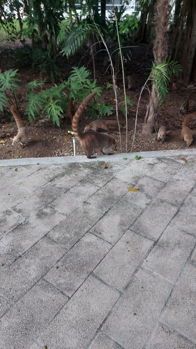 Gartenanlage Hotel Riu Tequila