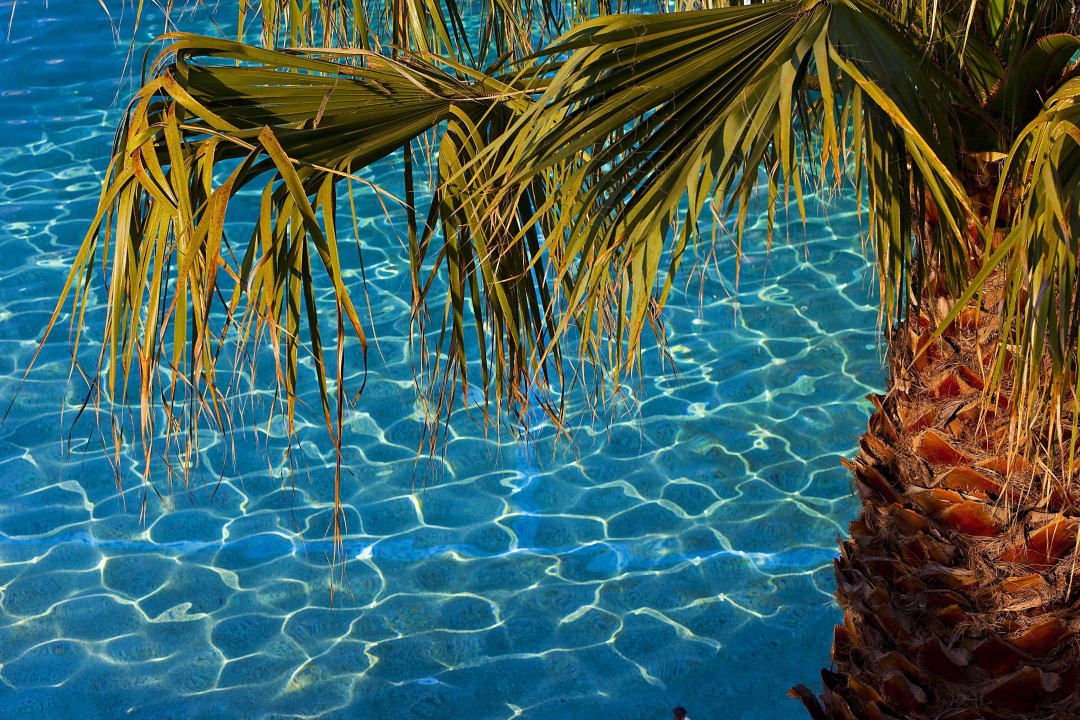 Palm tree by the pool Hotel Flegra Palace