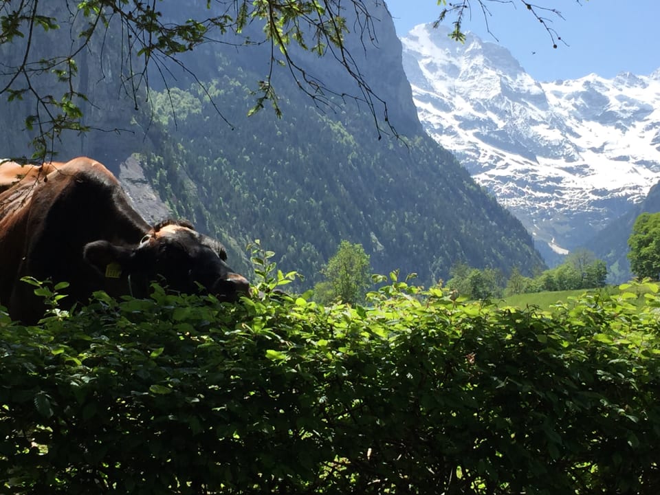 Nette Nachbarn Holiday Park Camping Jungfrau