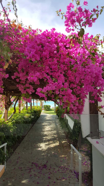 Gartenanlage Hotel Nissi Beach Resort