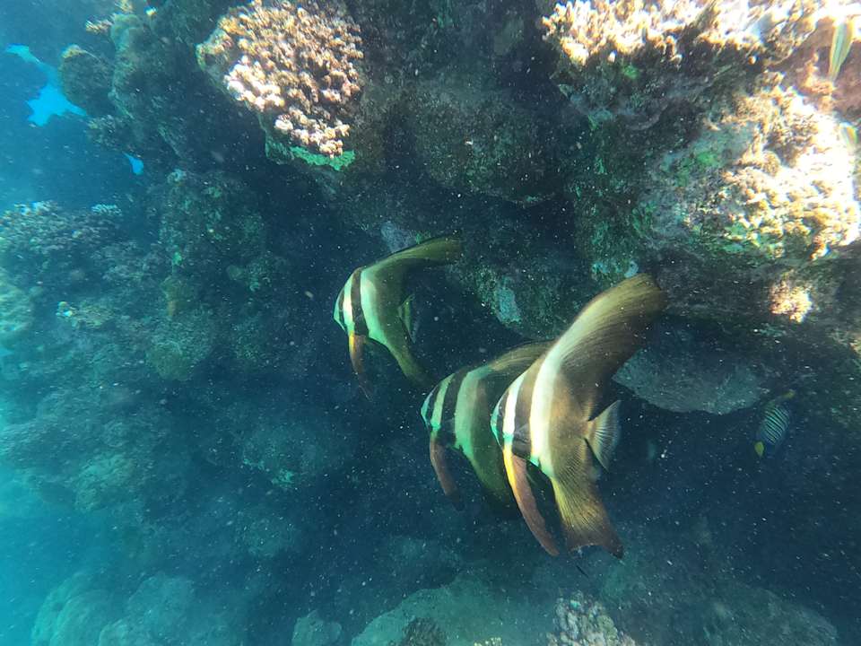 Sonstiges Utopia Beach Club