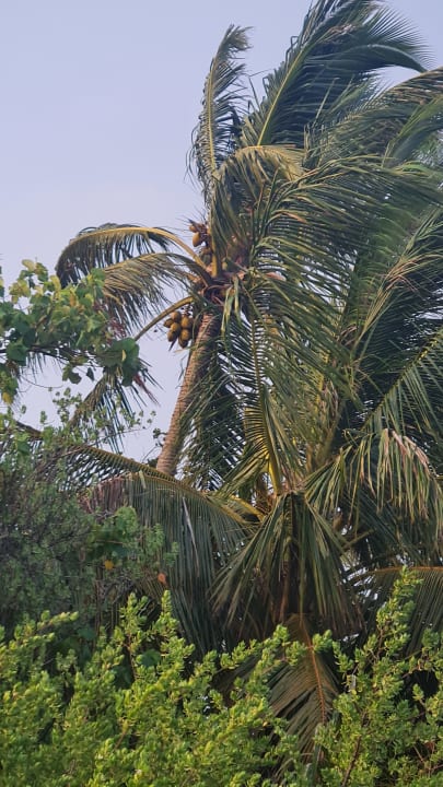 Gartenanlage Embudu Village