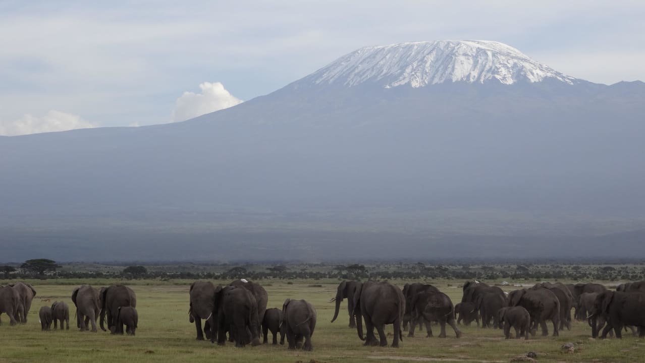 Elefantenherde  Kilima Safari Camp